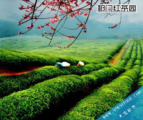 祁門紅茶茶園風(fēng)光