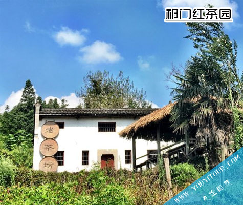 祁門紅茶茶園風(fēng)光