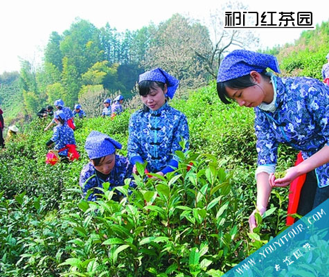 祁門紅茶茶園風(fēng)光