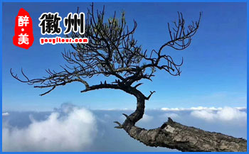 黃山特產(chǎn)-黃山貢菊-黃山旅行社