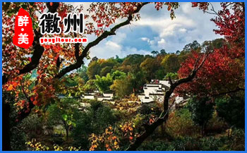 黃山特產(chǎn)-歙縣珠蘭花茶-黃山地接旅行社