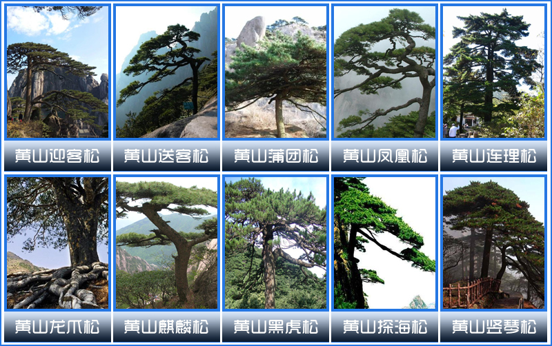 黃山四絕之黃山十大奇松