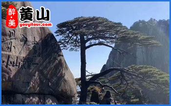 黃山特產(chǎn)-九制黃精-黃山地接社