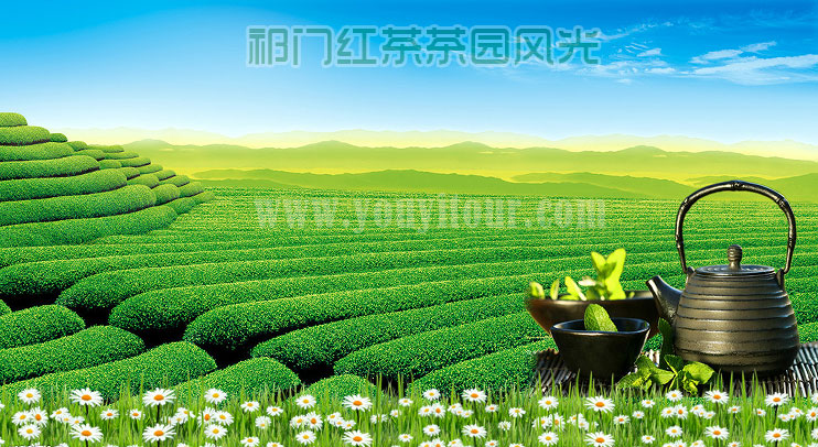 黃山旅游景點(diǎn)-祁門紅茶園風(fēng)光無限