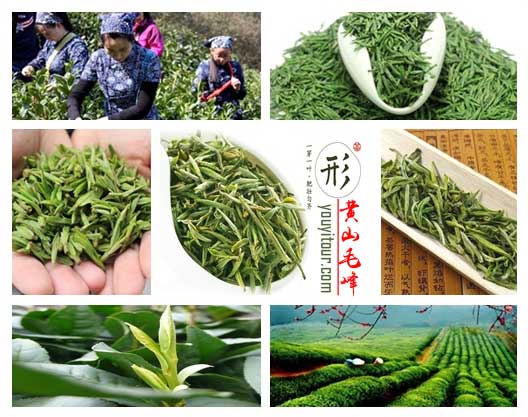 黃山毛峰-黃山特產(chǎn)