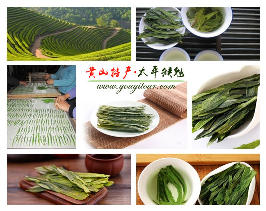 太平猴魁-黃山地接旅行社