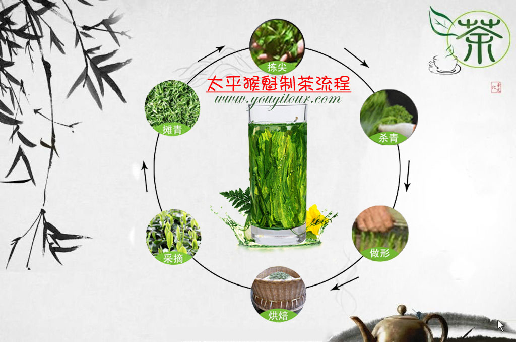 太平猴魁-黃山地接旅行社