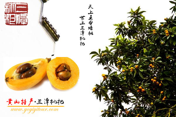 黃山特產(chǎn)_三潭枇杷-黃山地接旅行社