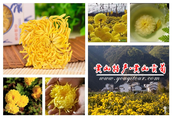 黃山特產(chǎn)_黃山貢菊-黃山旅行社