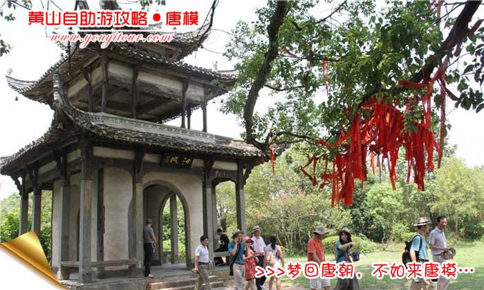 黃山自助游攻略-槐蔭樹