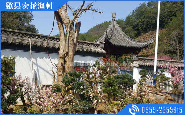 歙縣旅行社報(bào)價(jià)旅游攻略之歙縣景點(diǎn)賣花漁村