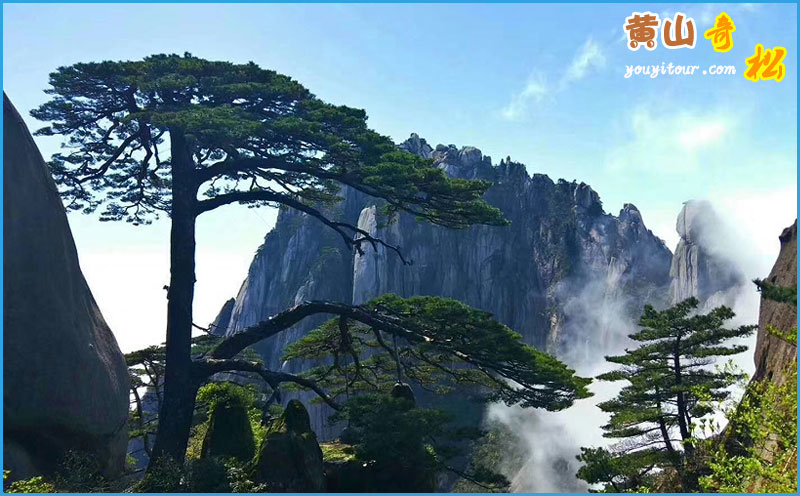 黃山四絕之黃山奇松