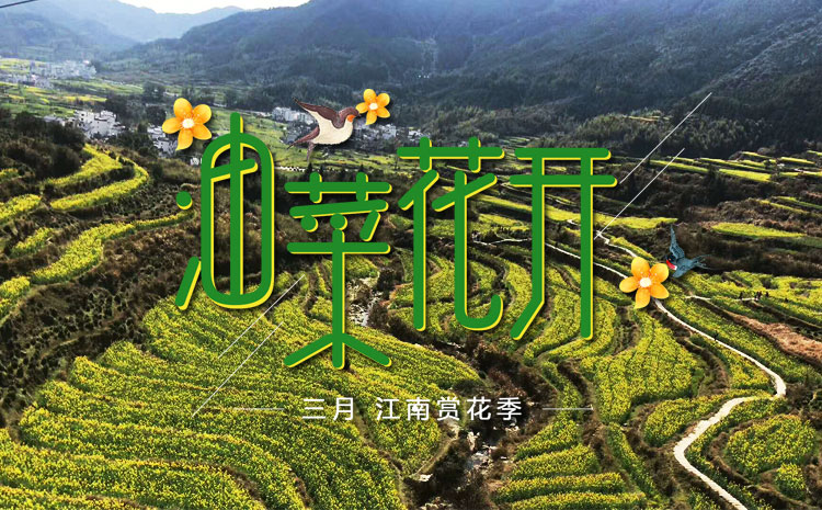 2020年黃山油菜花花期報(bào)團(tuán)旅游，選黃山友誼旅行社
