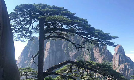 廬山到黃山旅游團四日游景點：黃山
