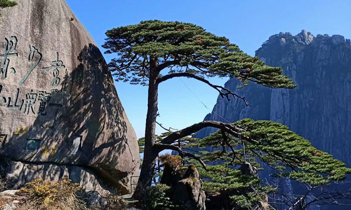 黃山山頂景點(diǎn)：迎客松 圖