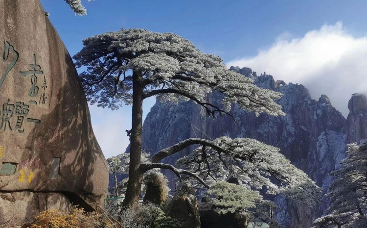 黃山冬季迎客松雪景 圖