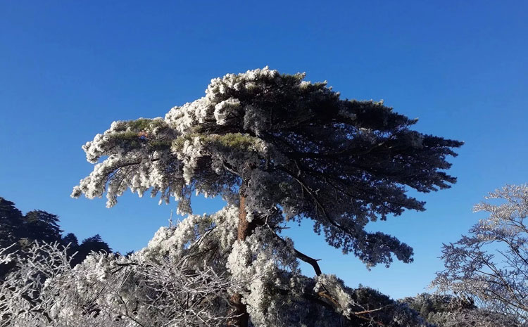 黃山冬季霧凇景色