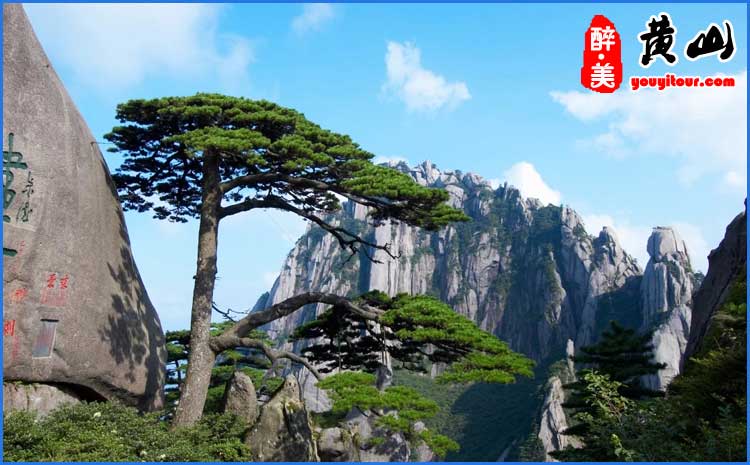 春季黃山迎客松