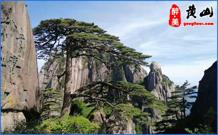 夏季黃山迎客松