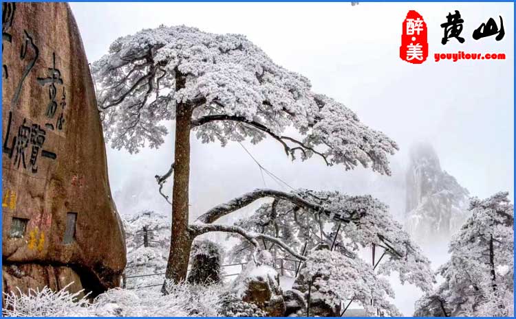 冬季黃山迎客松