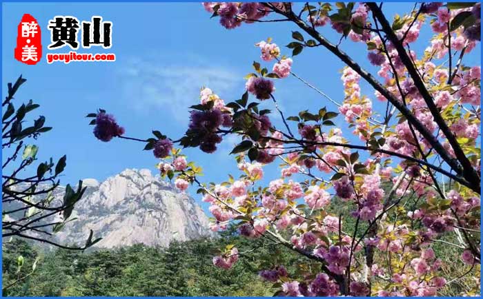 黃山風(fēng)景區(qū)春季杜鵑花開 圖