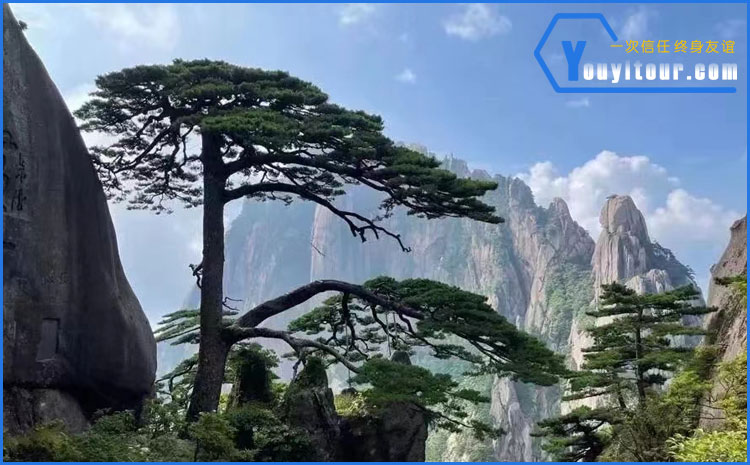 黃山迎客松 圖示